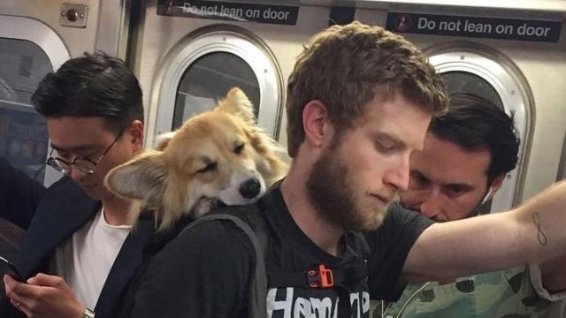El creador de contenido Bryan Reisberg, que fomenta la adopción de perros con una curiosa iniciativa