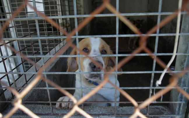 Los perros no podrán dejarse más de 24 horas solos, las tiendas de mascotas dejarán de venderlos y solo podrán adquirirse a criadores y tampoco podrán utilizarse animales domésticos en espectáculos públicos. Los perros no podrán dejarse más de 24 horas solos, las tiendas de mascotas dejarán de venderlos y solo podrán adquirirse a criadores y tampoco podrán utilizarse animales domésticos en espectáculos públicos.