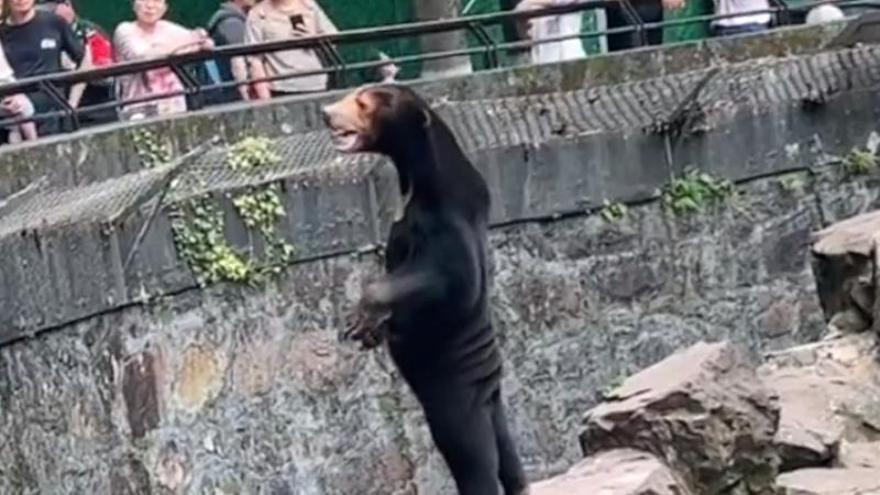 El oso del zoo de China que se ha hecho viral.