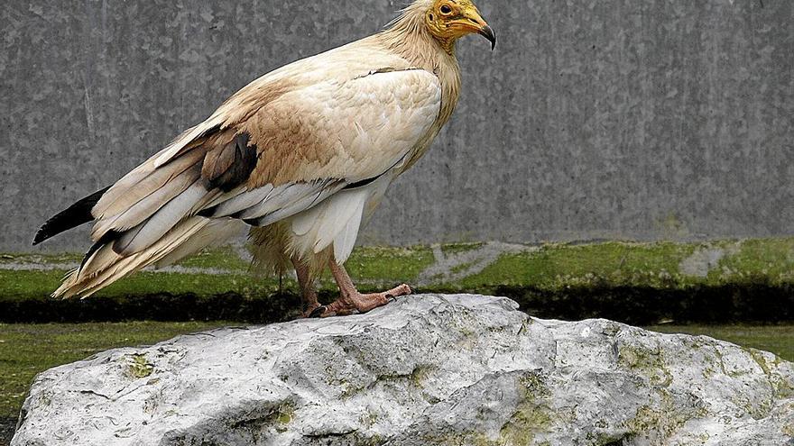Dos escaladores se enfrentan a una multa por acercarse a alimoches en Ogoño