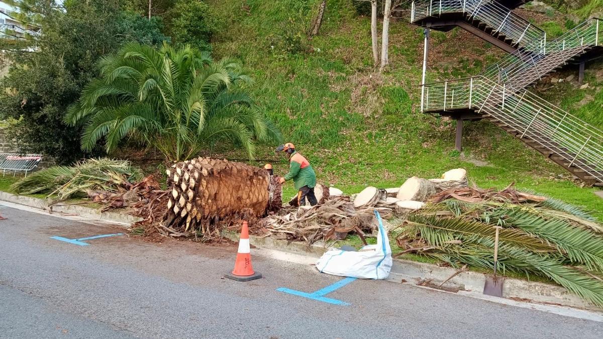 Retirada de palmera infestada por picudo rojo en Getaria.