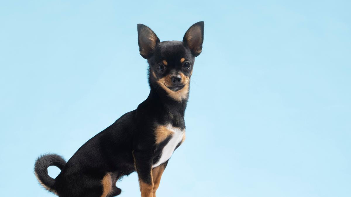 Las 15 razas de perro más pequeñas