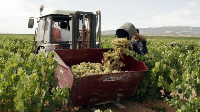 Labores de vendimia en Rioja Alavesa