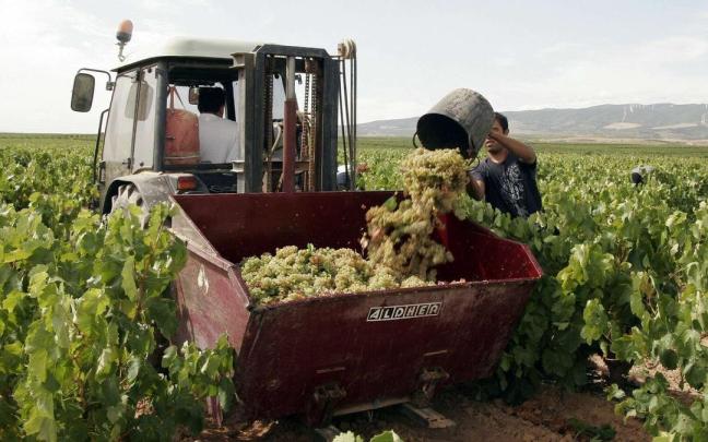 Labores de vendimia en Rioja Alavesa