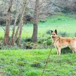 parasitos perros