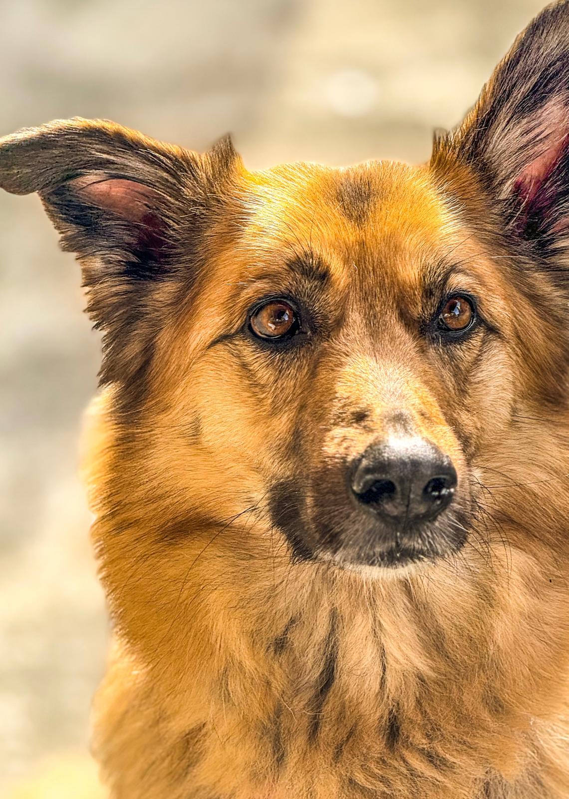 comunicación con nuestro perro
