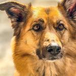 comunicación con nuestro perro