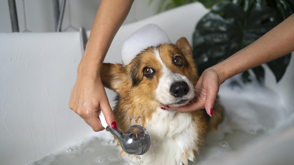 Para mojar al perro, lo mejor es una ducha manual, que evita el susto del ruido.