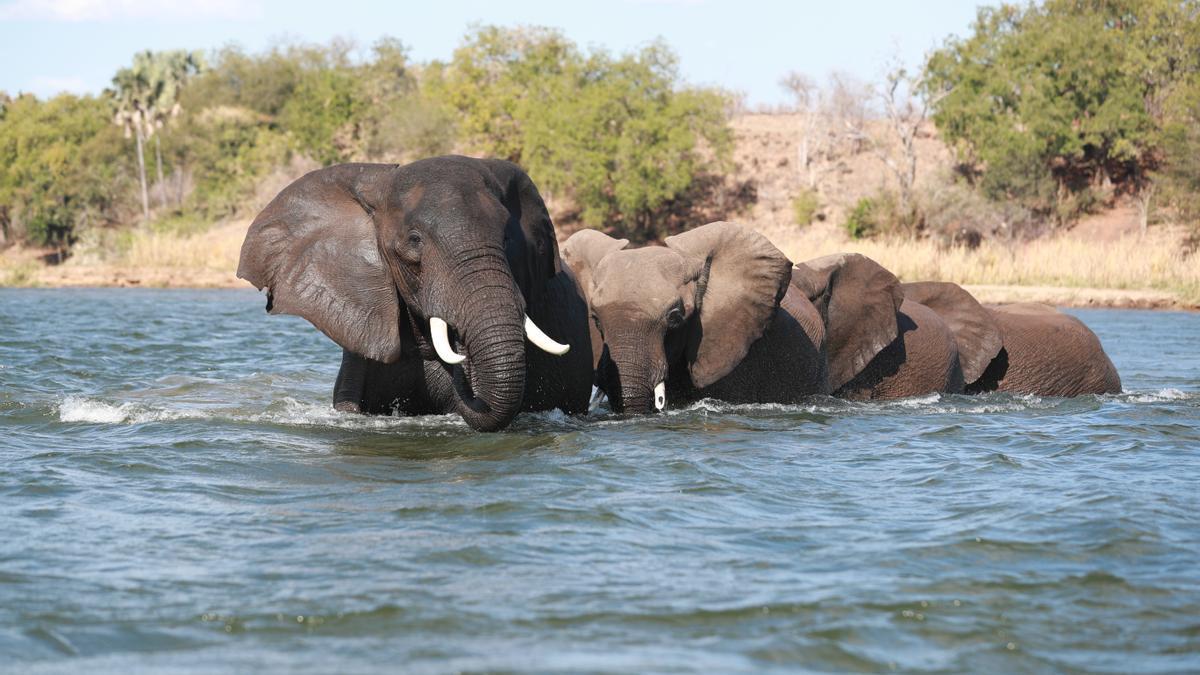 Imagen de elefantes cruzando un río en Zambia