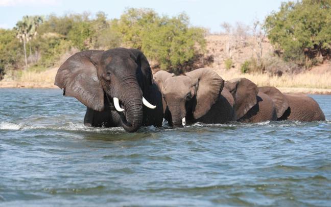 Imagen de elefantes cruzando un río en Zambia