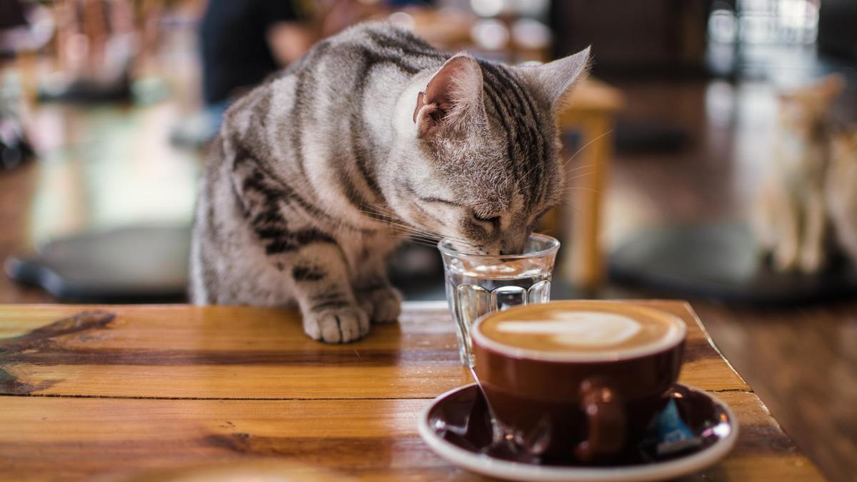 Un gato bebe un vaso de agua de un cliente.