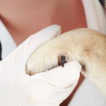 laparoscopia esterilización perras y gatas