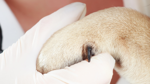 laparoscopia esterilización perras y gatas