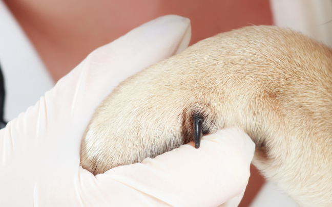 laparoscopia esterilización perras y gatas