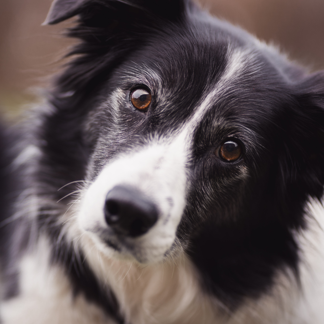 border collie