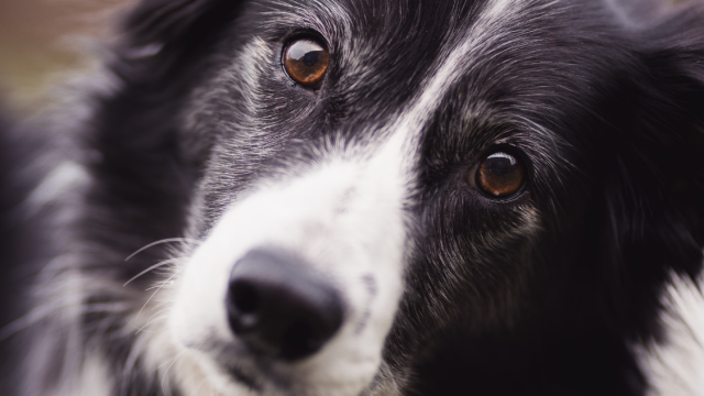 border collie