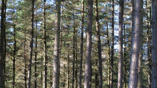 Imagen de un bosque Imagen de un bosque