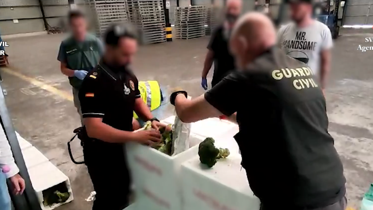 Decomiso de la marihuana en una caja que contenía brócoli | Guardia Civil Bizkaia