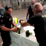 Decomiso de la marihuana en una caja que contenía brócoli | Guardia Civil Bizkaia