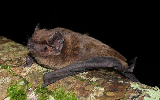 Aurten ere ultrasoinuak grabatu eta aleak harrapatuko dituzte, beste espezie batzuen presentziarik dagoen argitzeko.