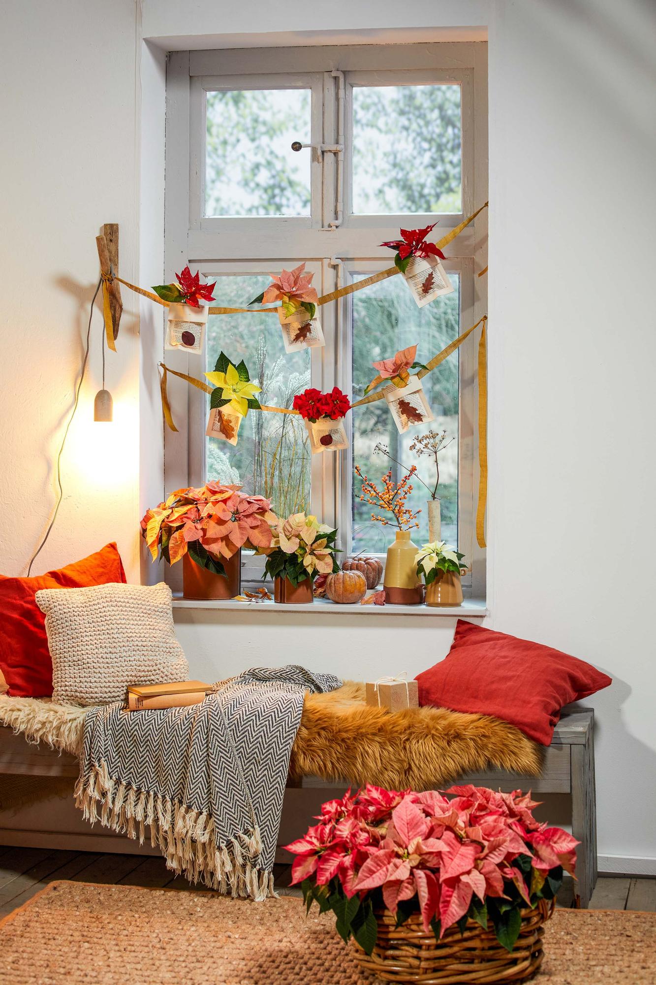 Variedades exóticas de flores de Pascua decoran una habitación.
