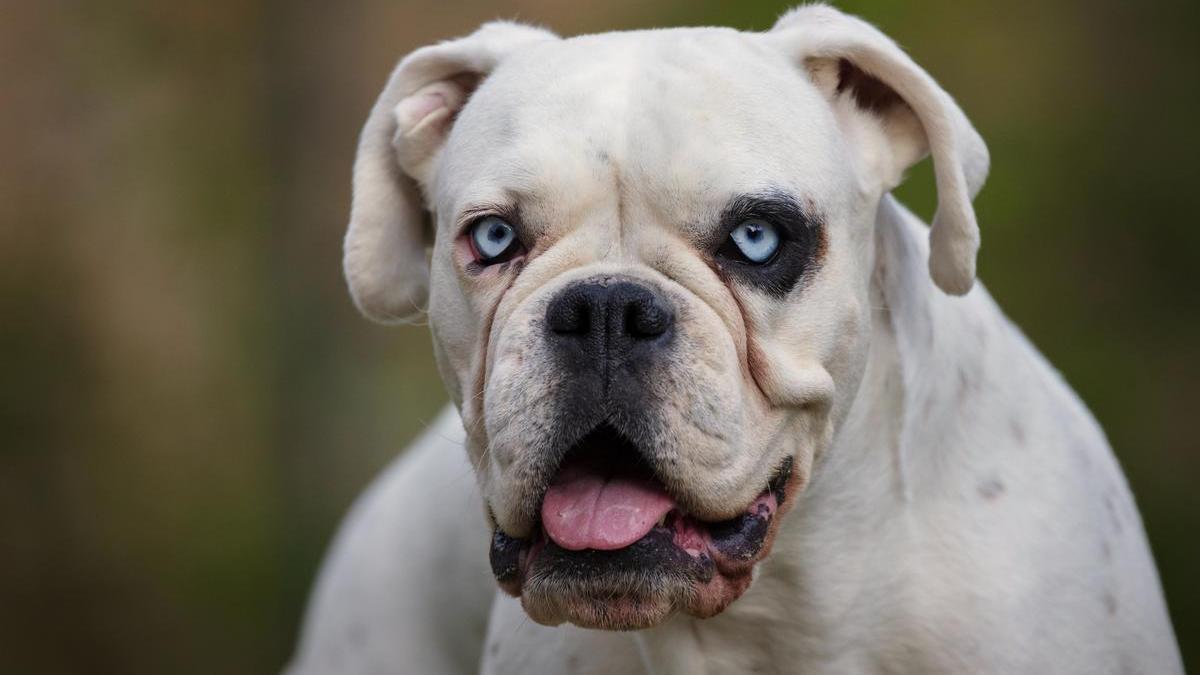 El perro era una mezcla de dogo argentino (en la imagen) con american stanford.