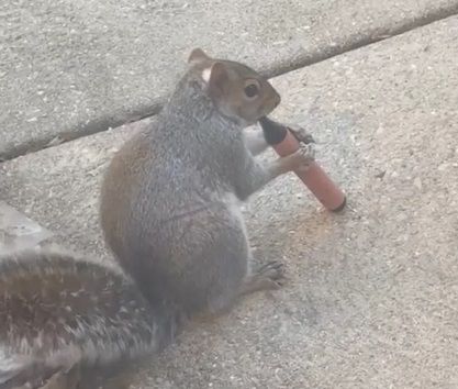 Una imagen que nunca debería haberse producido.