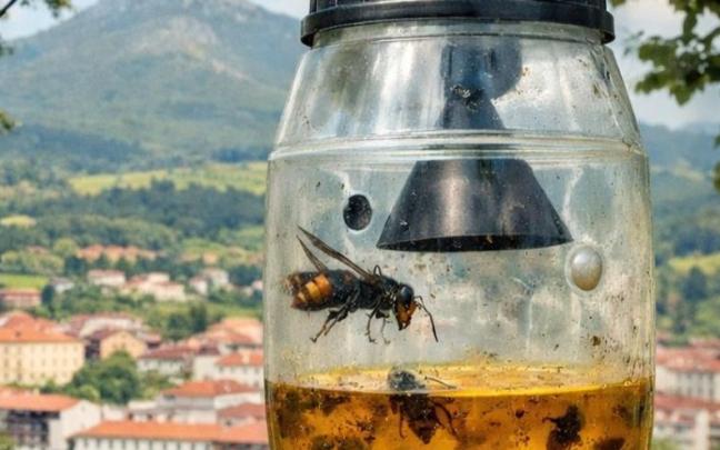 Trampa para avispa asiática