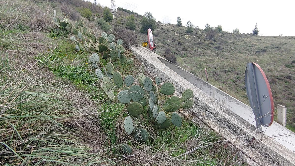 La chumbera, incluida en el catálogo de especies exóticas invasoras.