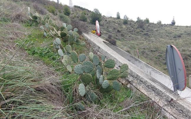 La chumbera, incluida en el catálogo de especies exóticas invasoras.