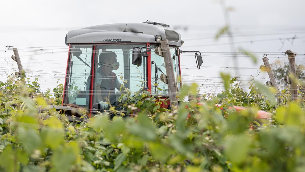 Un trabajador montado en un tractor trabaja en unos viñedos.