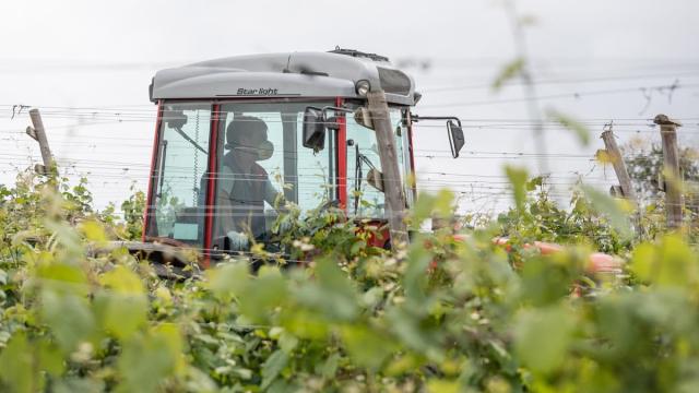 Un trabajador montado en un tractor trabaja en unos viñedos.