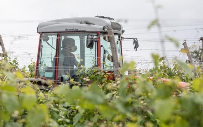 Un trabajador montado en un tractor trabaja en unos viñedos.