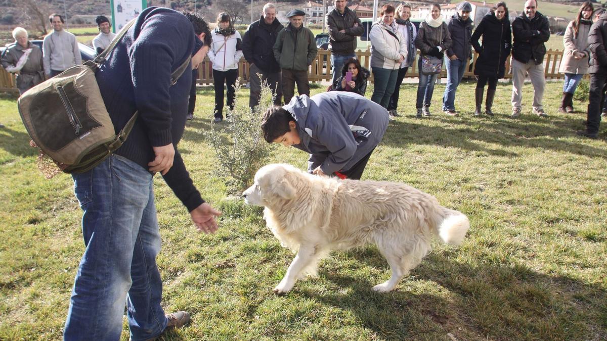 Un perro realiza una demostración ante el público de búsqueda de trufa.