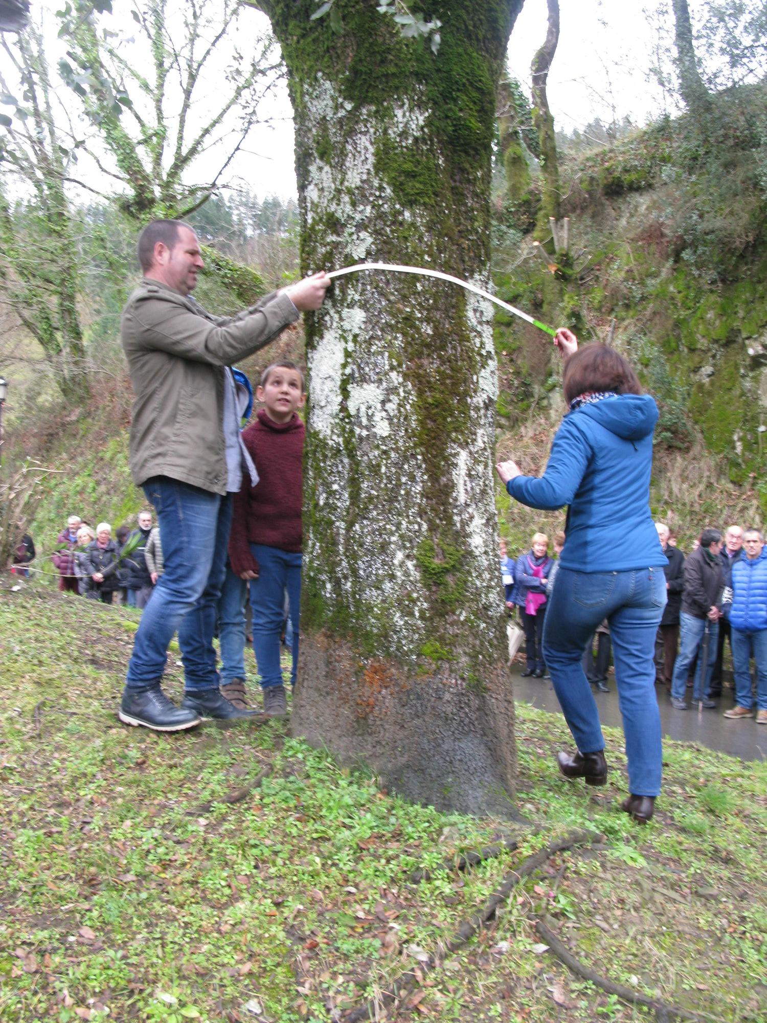 La tradición de la medición de la encina cumplirá 68 años