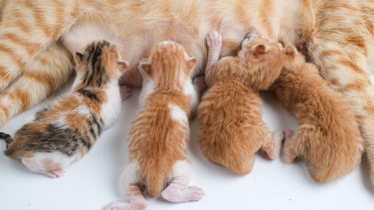 Los gatitos no deben separarse de su madre antes de la semana 10 de vida, como pronto. se alimentas de su madre antes de