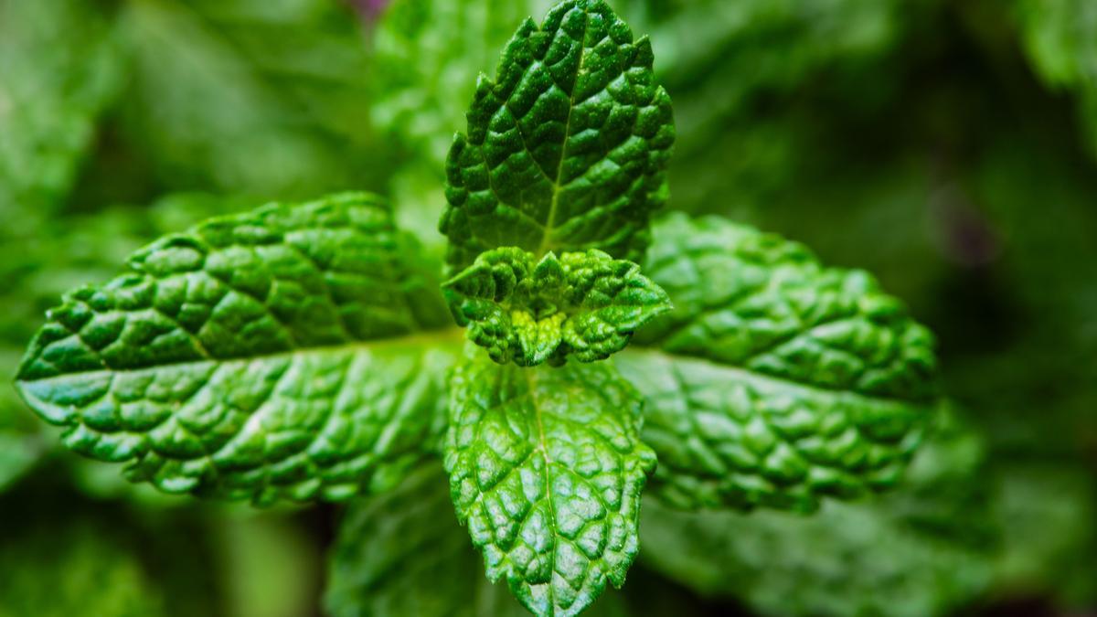 El aceite esencial de eucalipto contiene compuestos como monoterpenos y sesquiterpenos, responsables de su olor característico y de su efecto repelente.