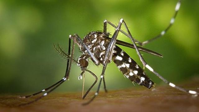 Mosquito tigre / Cedida Mosquito tigre