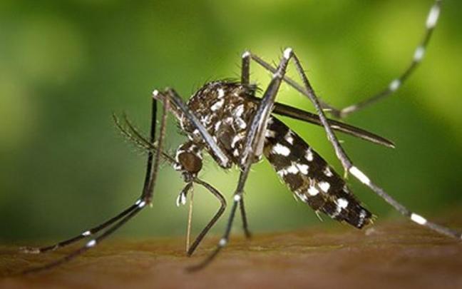 Mosquito tigre