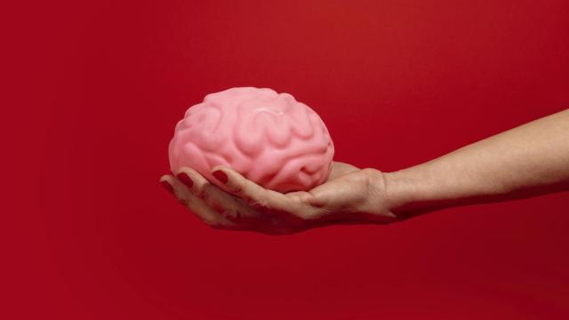 El cerebro femenino tiene una gran capacidad de adaptación.