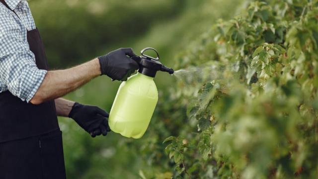 Un agricultor rocía sus plantas con pesticidas.