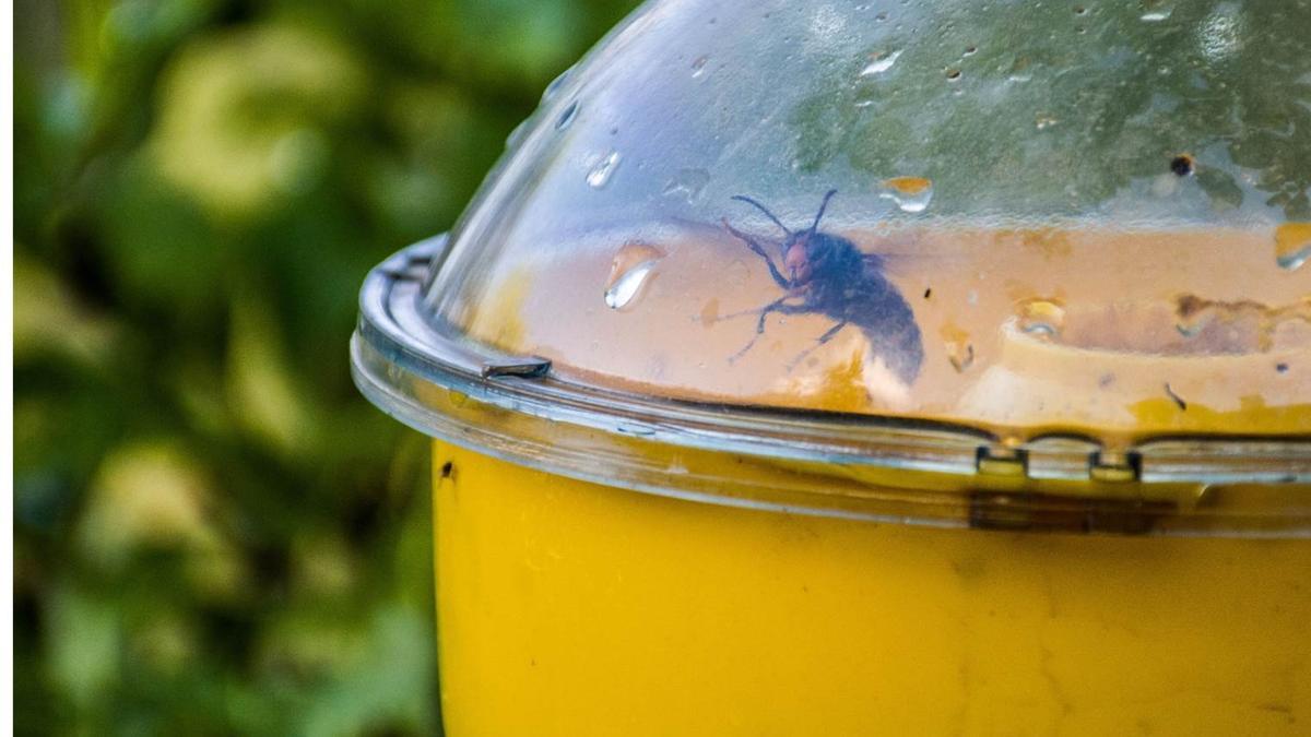 Trampa para la captura de velutina que se entrega en las charlas informativas.