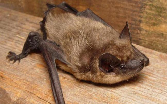 Un ejemplar de murciélago 'eptesicus serotinus'.