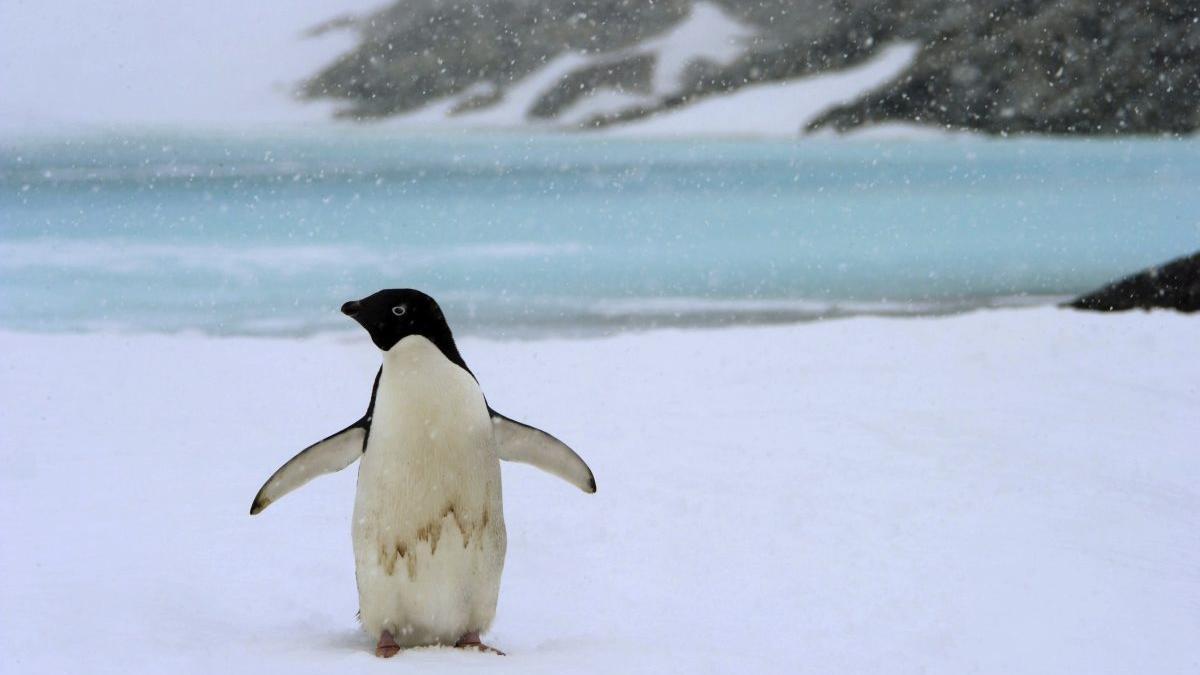 Un pingüino, en la Antártida.