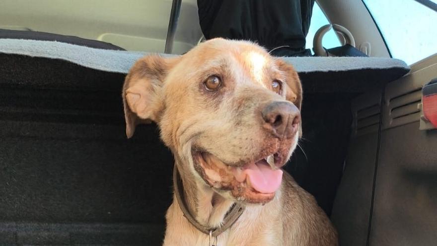 Rex es el perro adoptado.