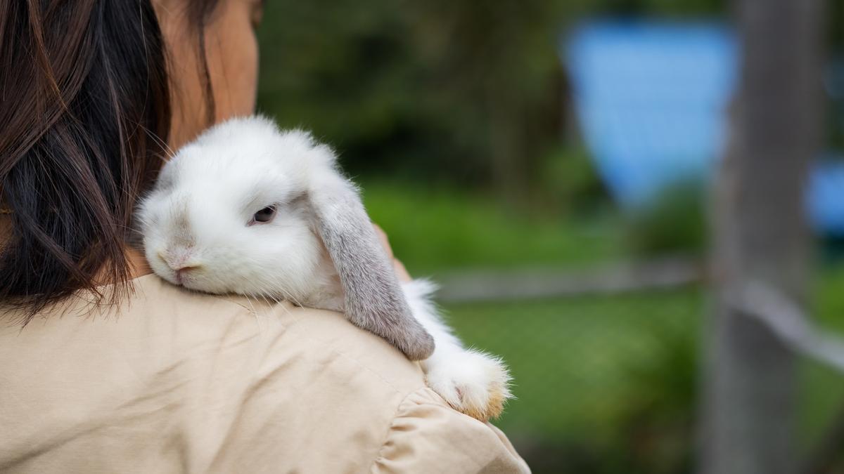 Conejo, la sociable mascota de cuidado fácil pero específico - Onda Vasca