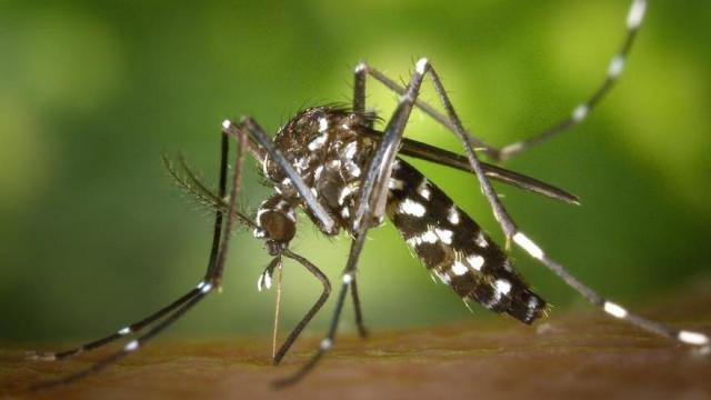 Mosquito tigre.