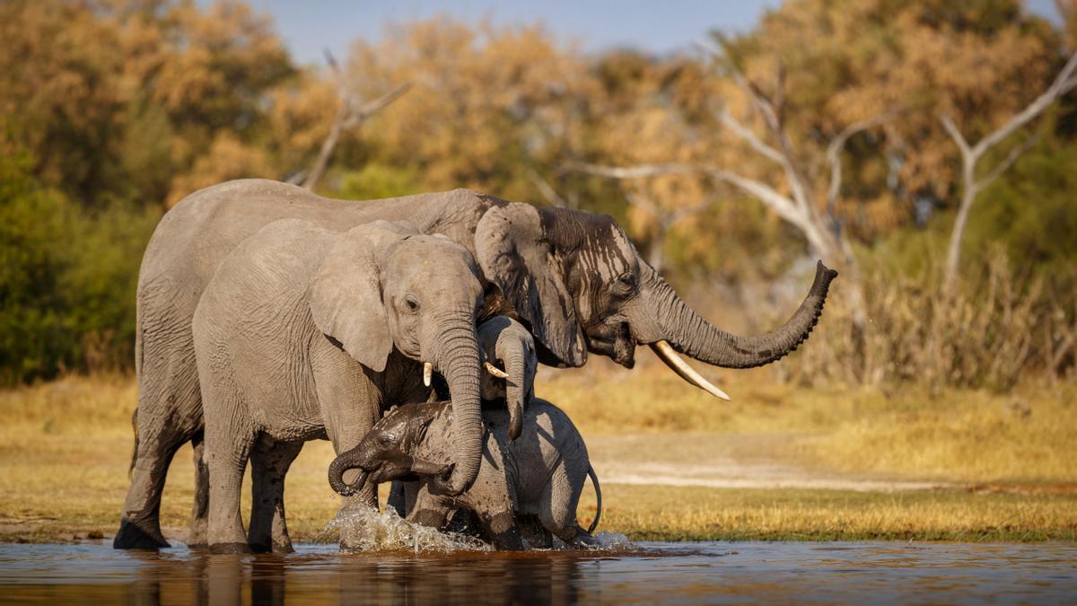 Elefantes africanos juntos en la naturaleza.