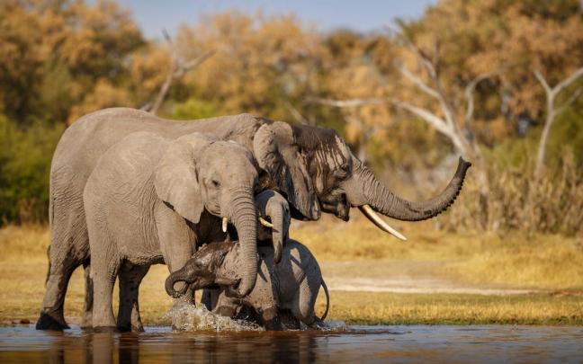 Elefantes africanos juntos en la naturaleza. Elefantes africanos juntos en la naturaleza.