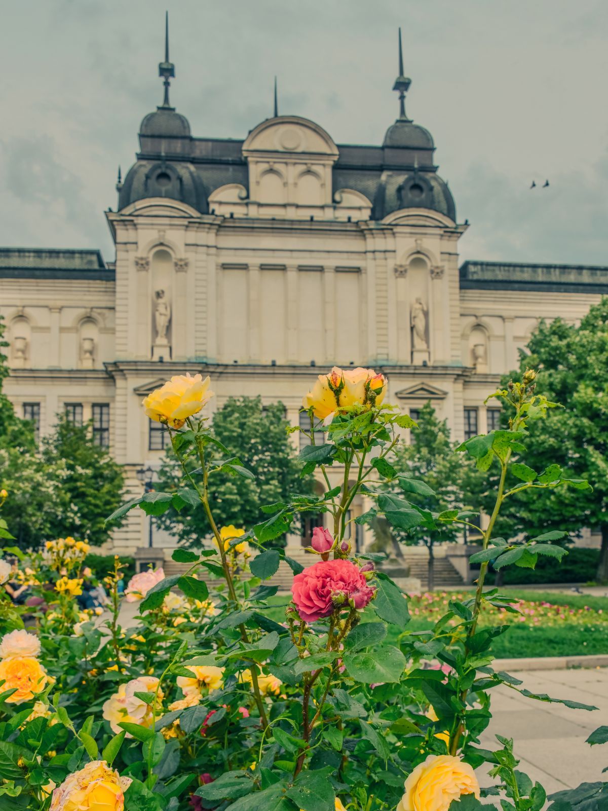 Detalle de un jardín de rosas, la flor más emblemática del país.